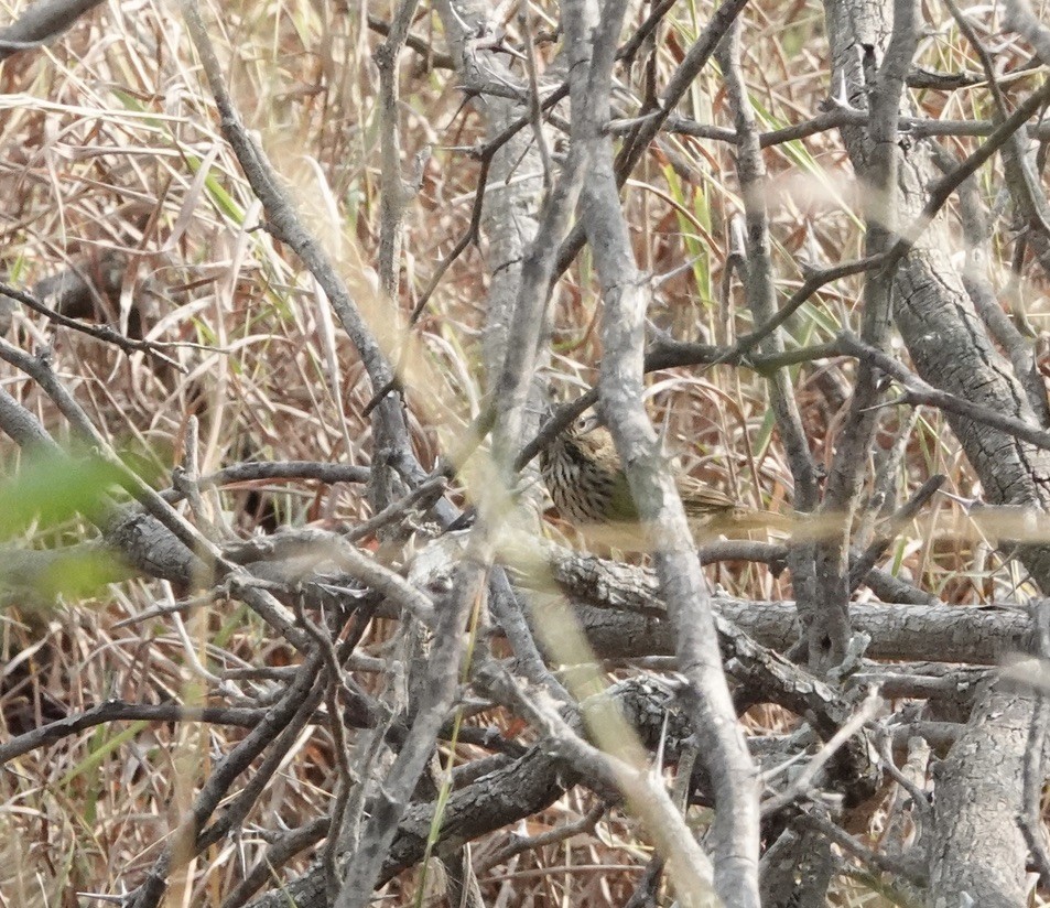 strnadec pruhohlavý - ML645799259