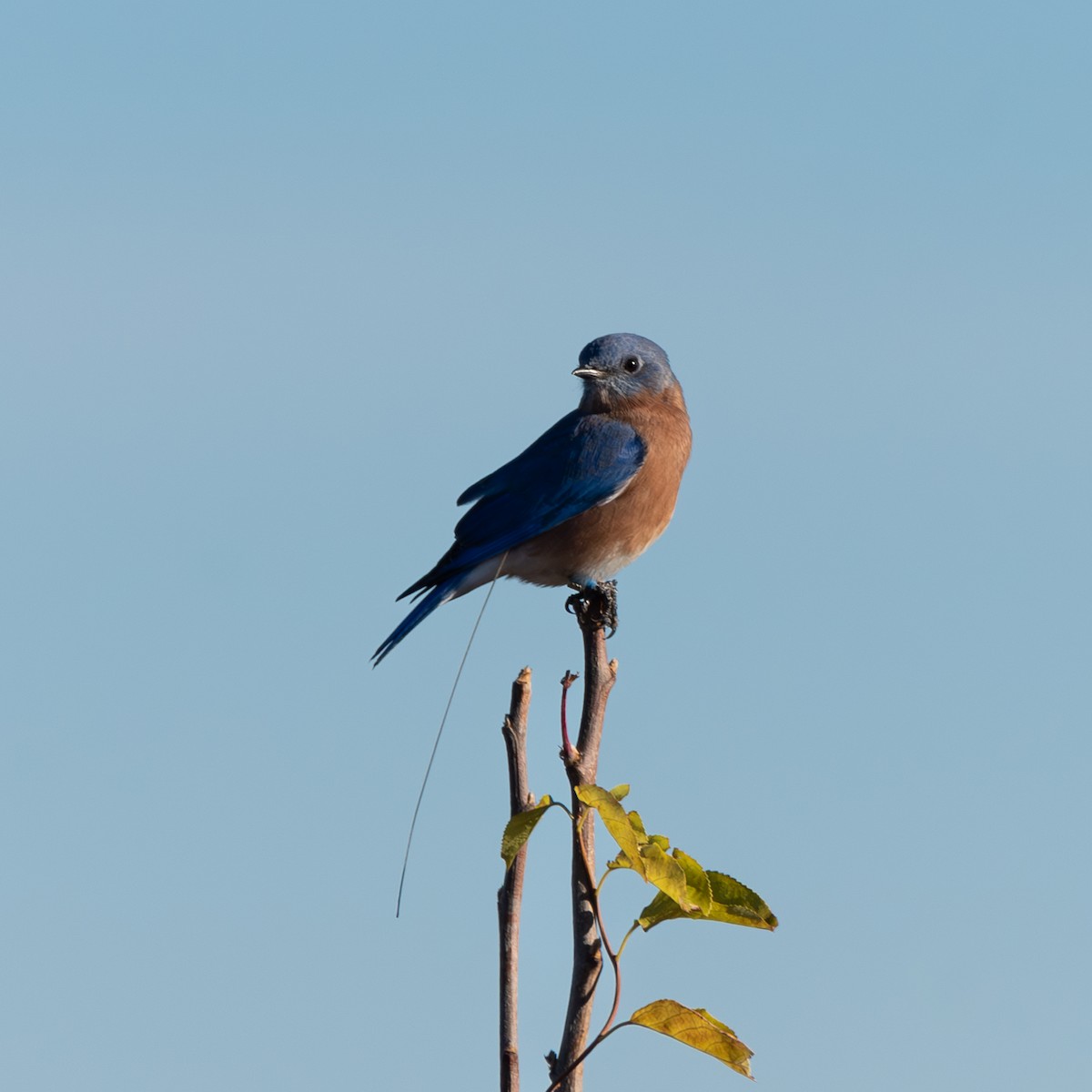Eastern Bluebird - ML645799266