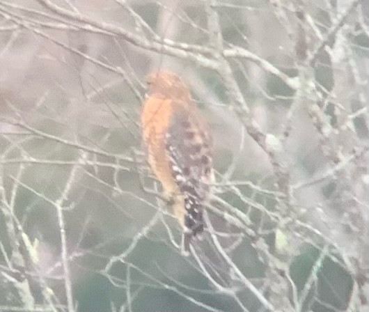 Red-shouldered Hawk - ML645799275