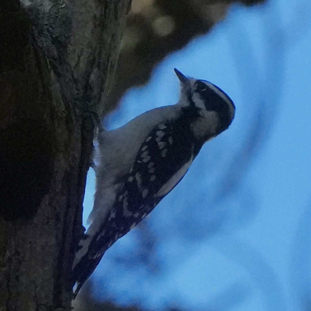 Downy Woodpecker - ML645799285