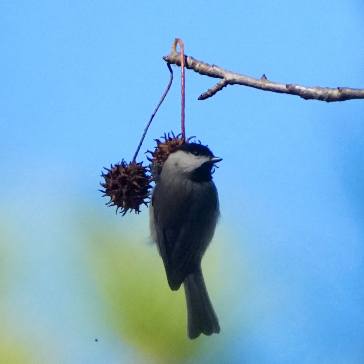 Carolina Chickadee - ML645799287