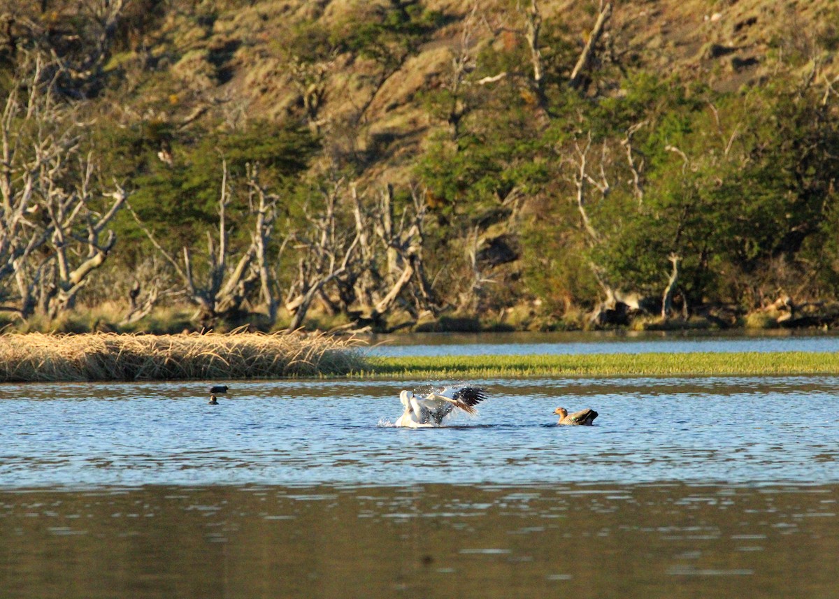 Upland Goose - ML645799292