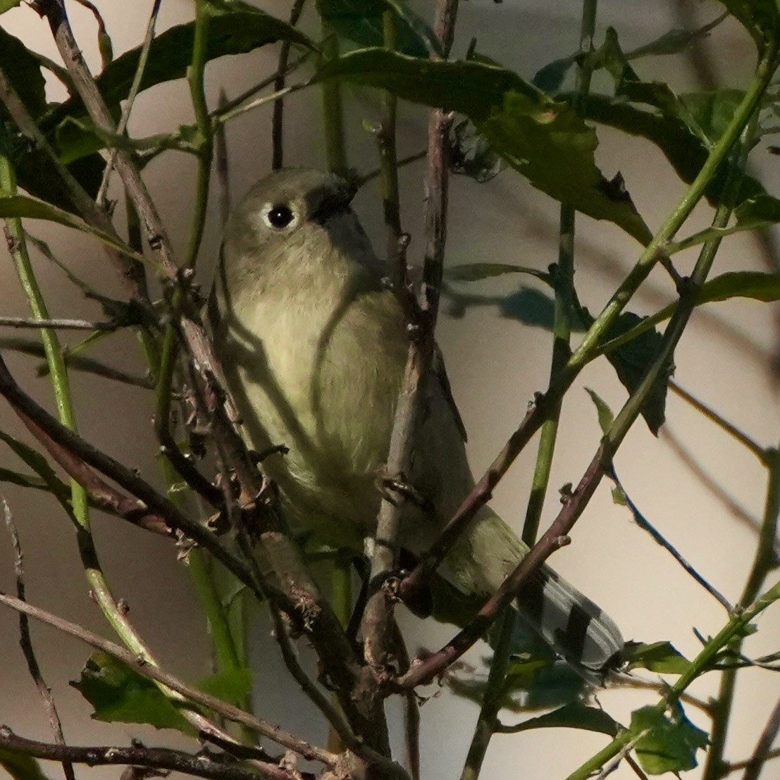 Ruby-crowned Kinglet - ML645799293