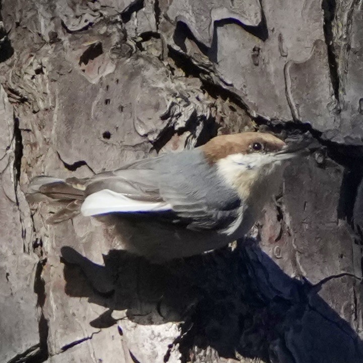 Sittelle à tête brune - ML645799298