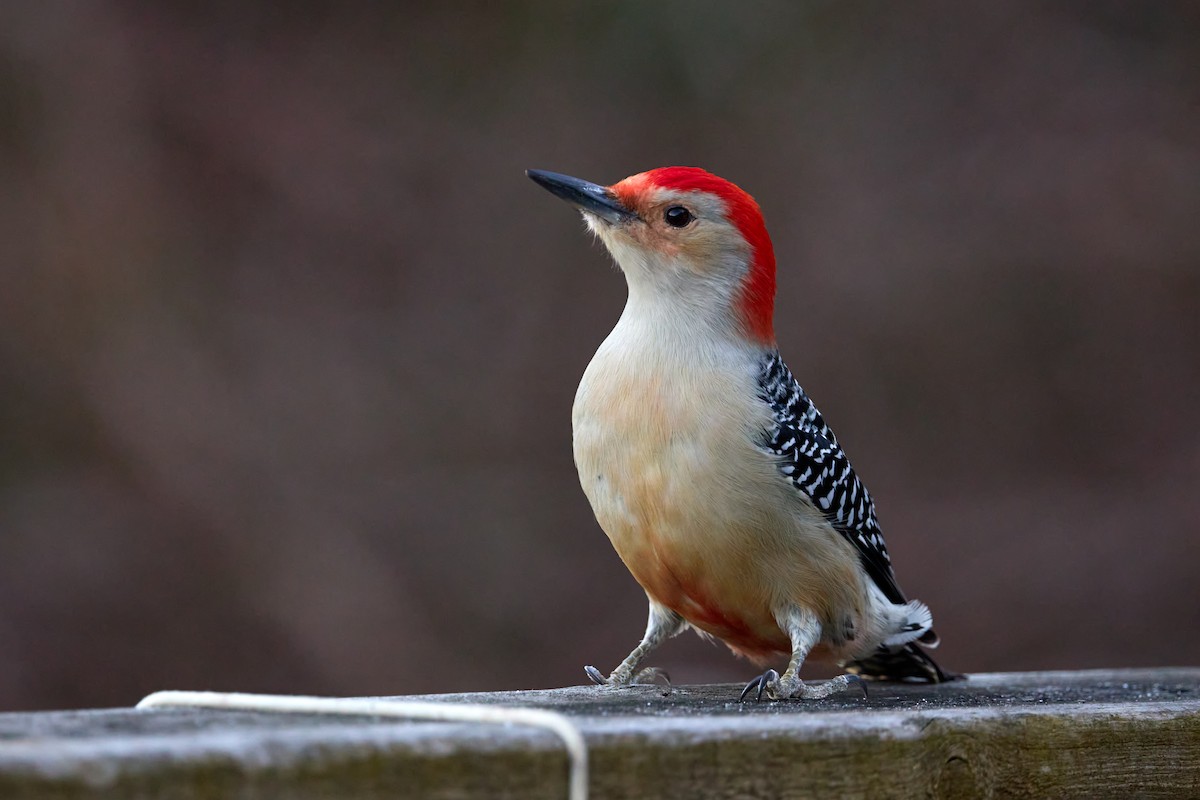 Red-bellied Woodpecker - ML645799301