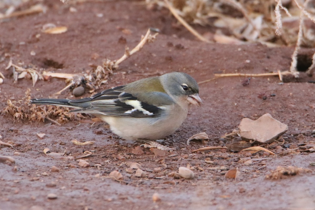 African Chaffinch - ML645799306