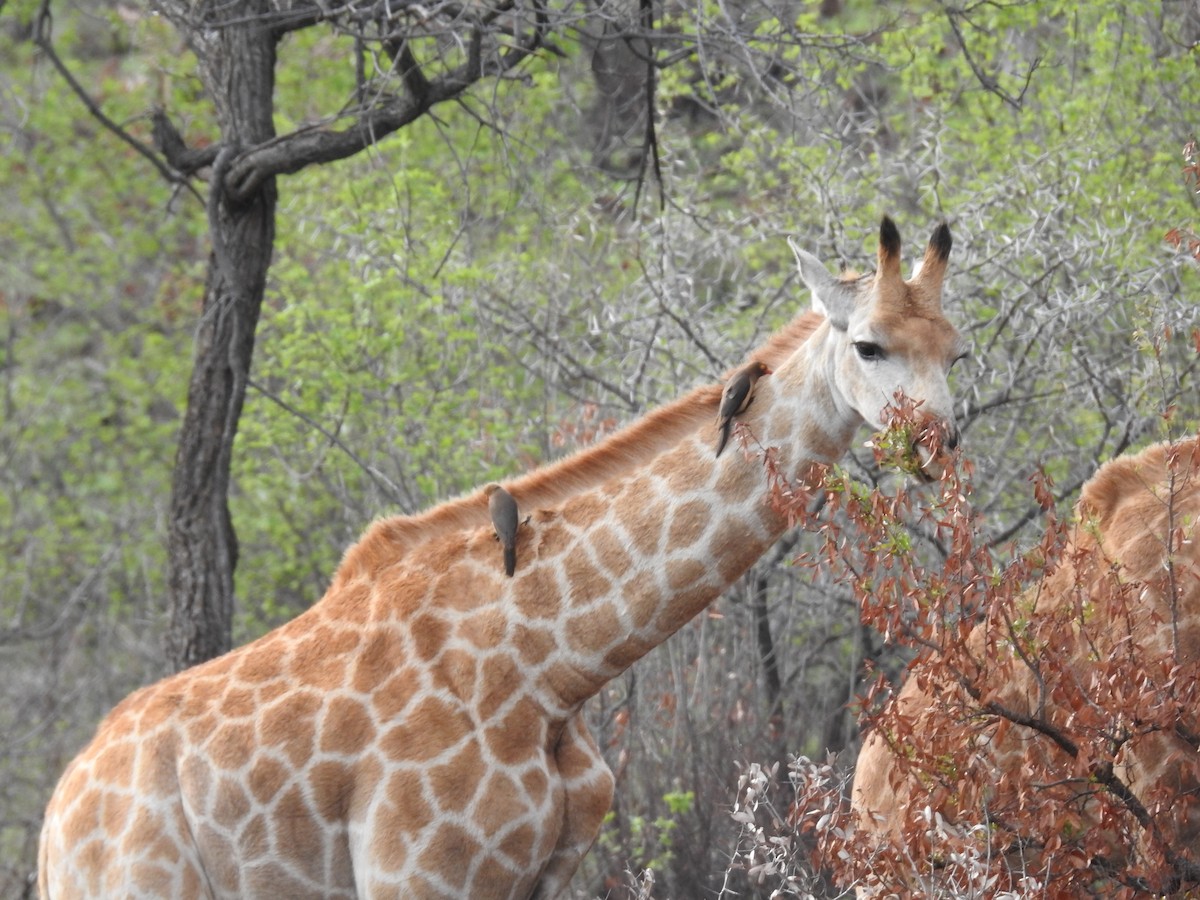 rødnebboksehakker - ML645799307