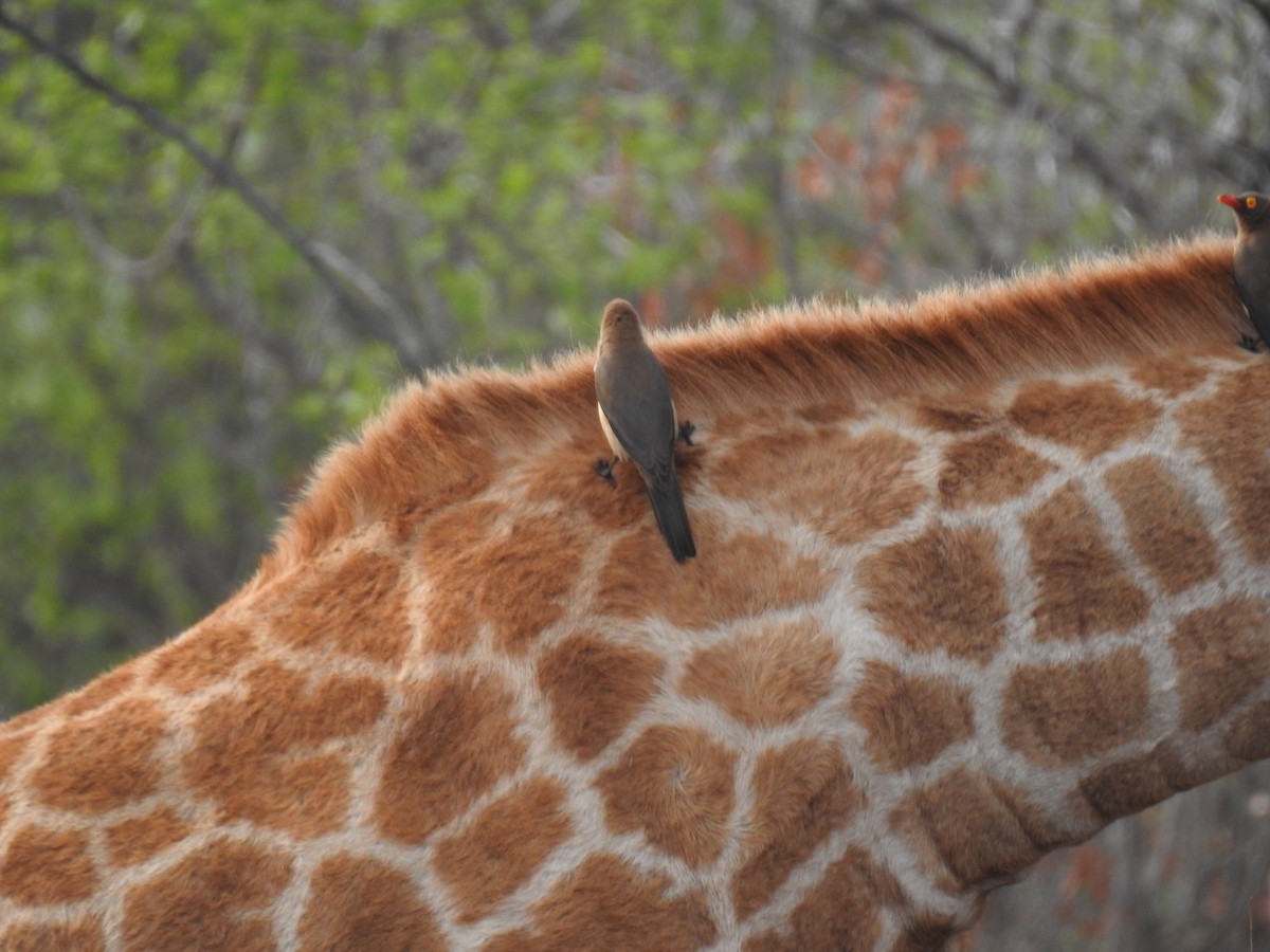 rødnebboksehakker - ML645799311