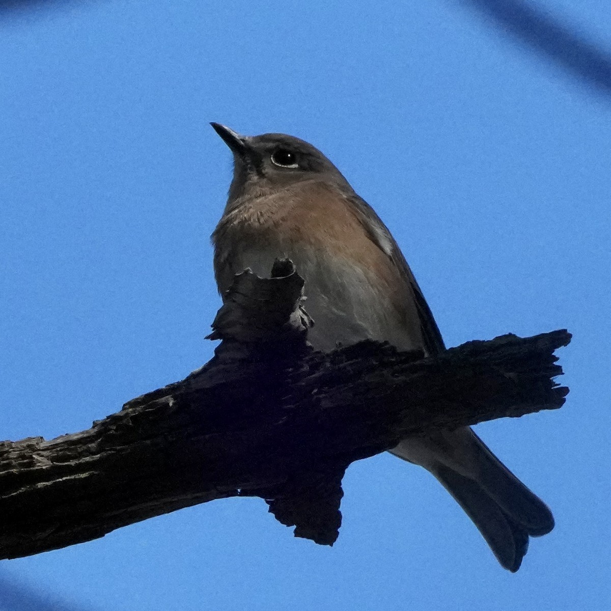 Eastern Bluebird - ML645799314