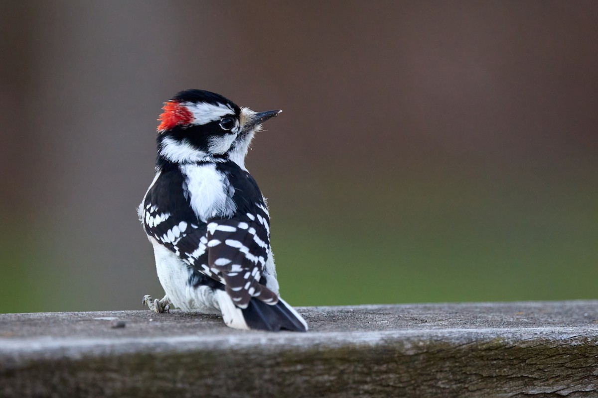 Downy Woodpecker - ML645799316