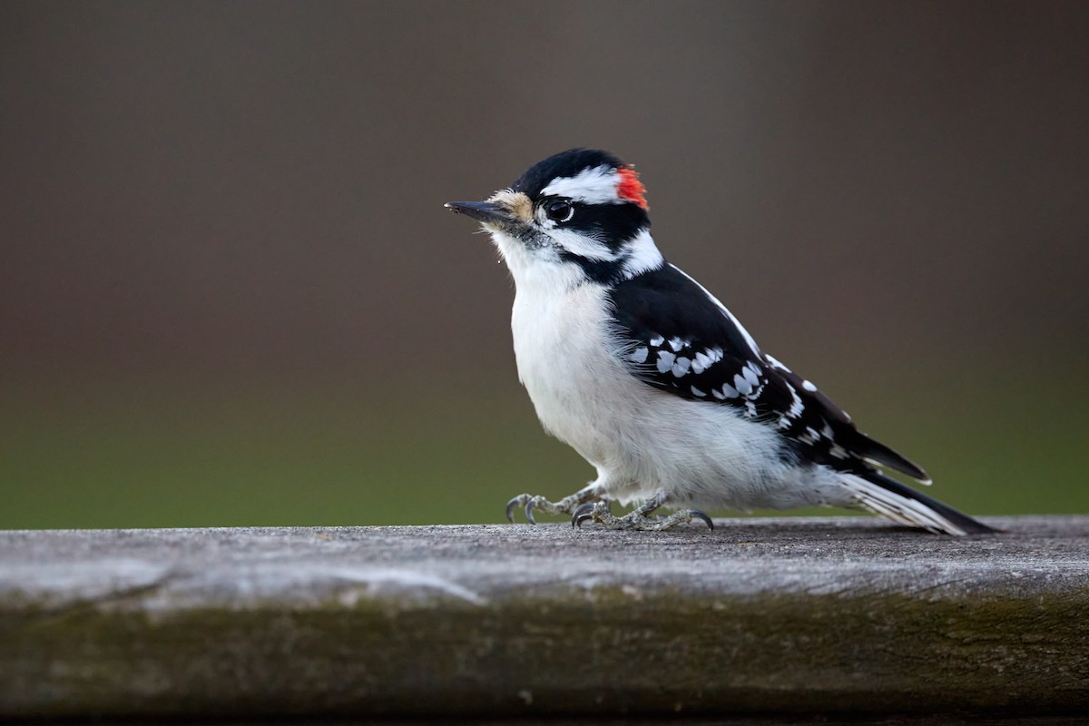 Downy Woodpecker - ML645799317
