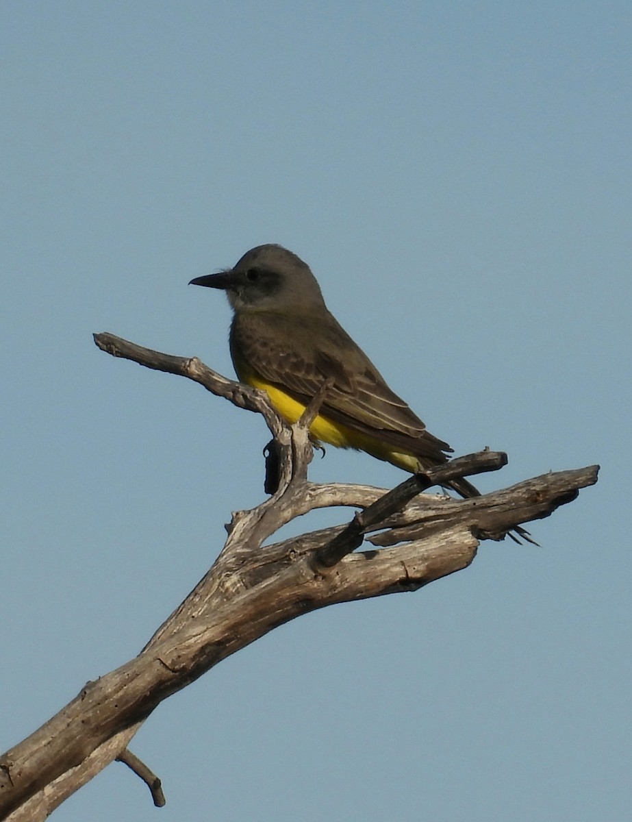 Tropical Kingbird - ML645799320