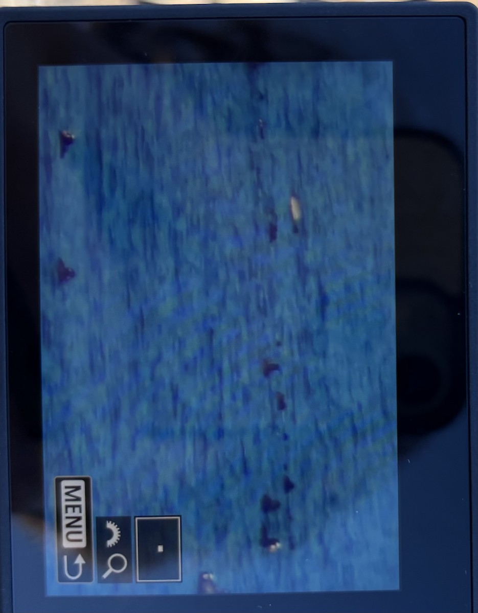 Long-tailed Duck - ML645799321