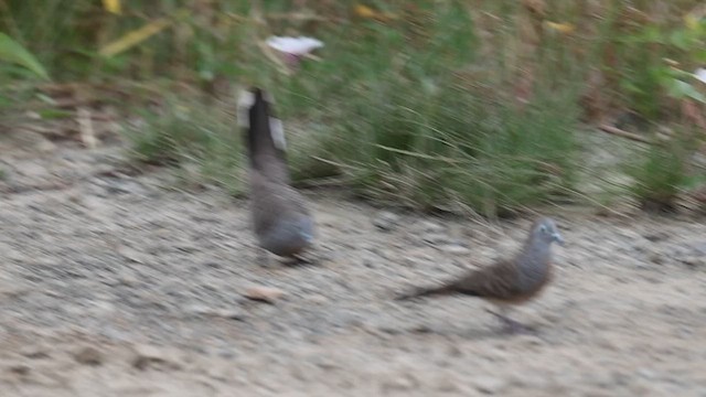 Зебровая горлица - ML645799322