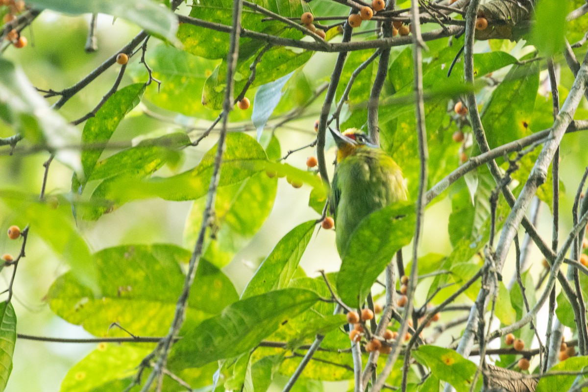 Barbudo Cejinegro - ML645799348