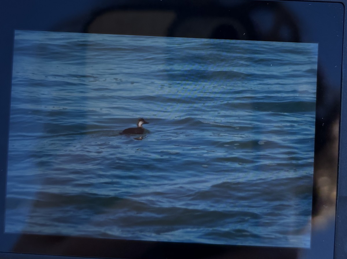 Black Scoter - ML645799352