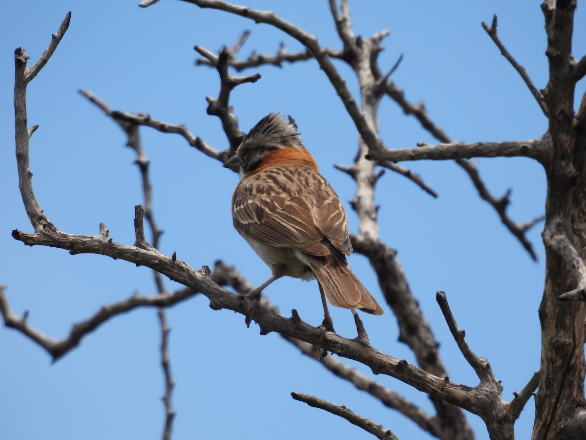 Rufous-collared Sparrow - ML645799359