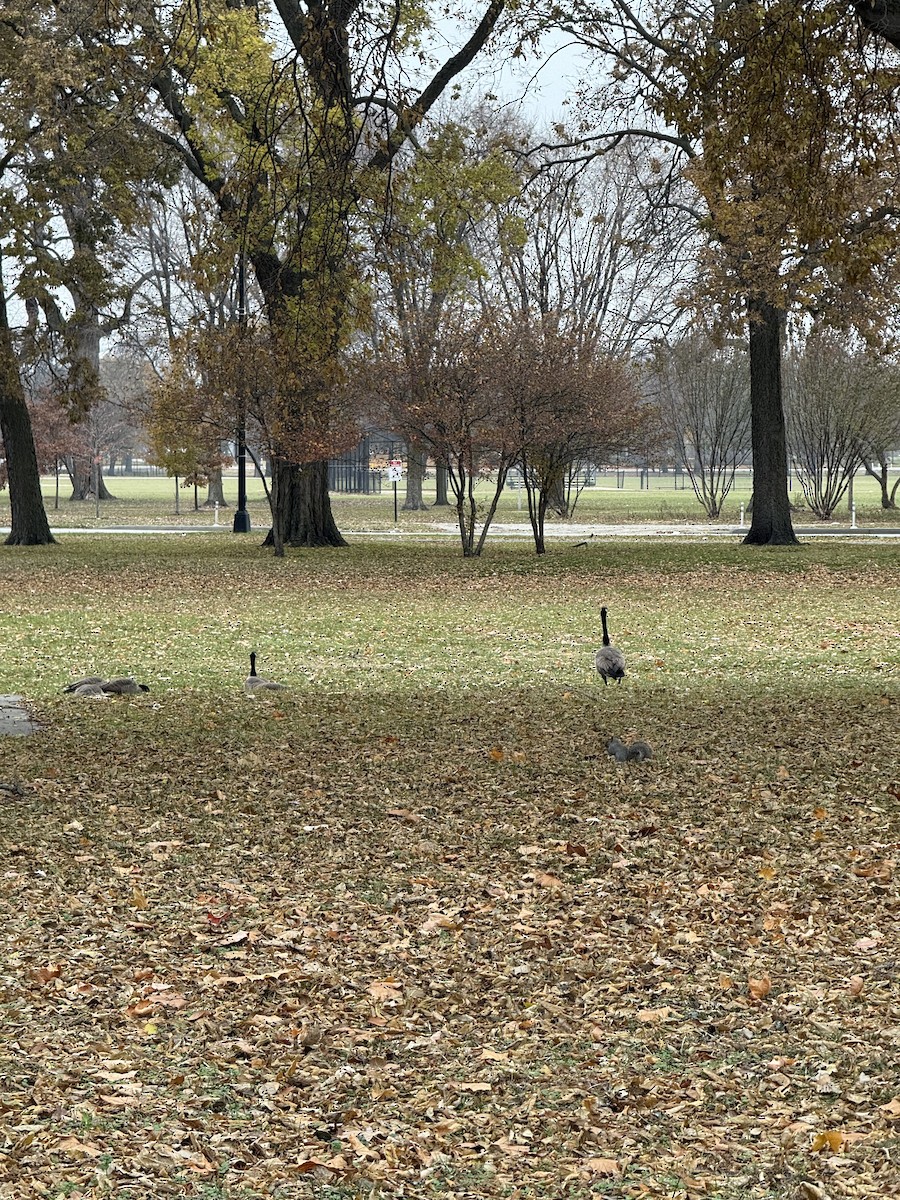 Canada Goose - ML645799362