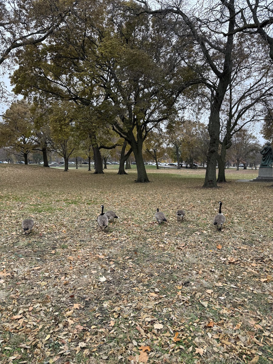 Canada Goose - ML645799363