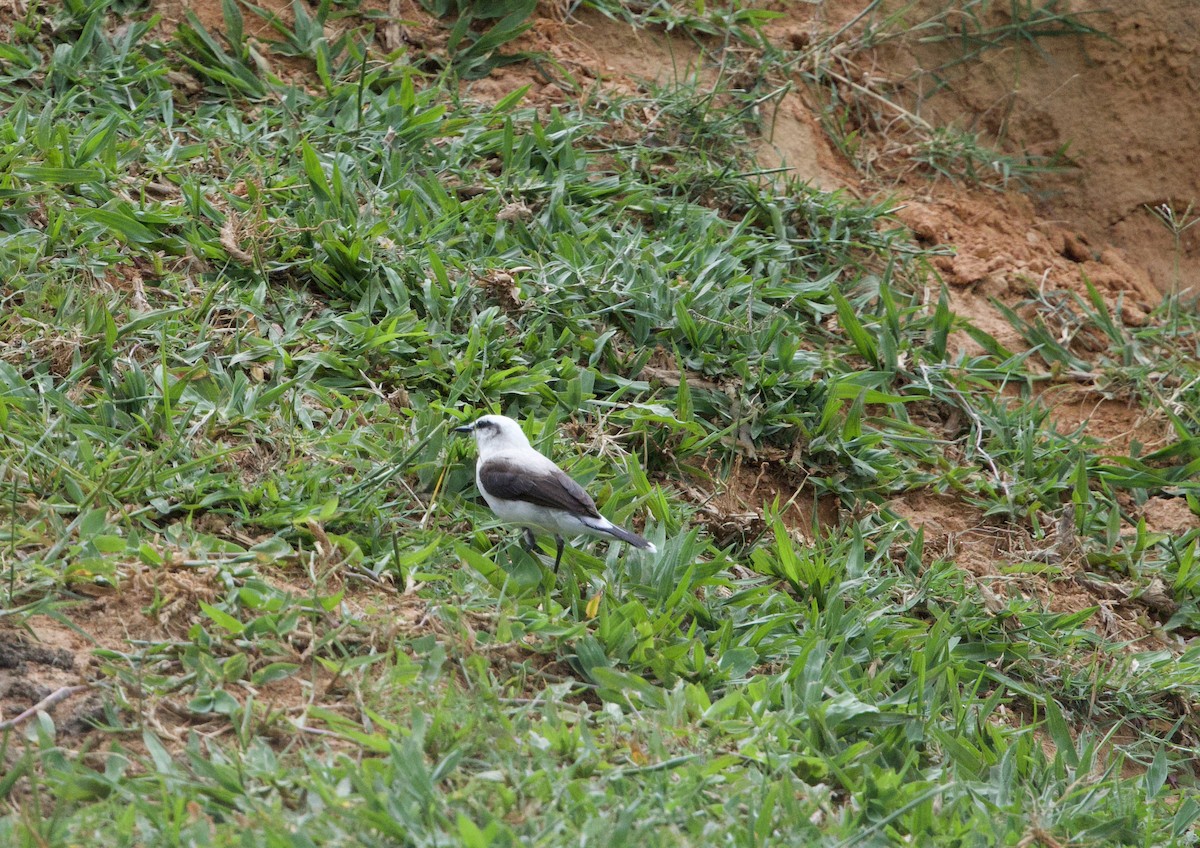 Graurücken-Wassertyrann - ML645799364