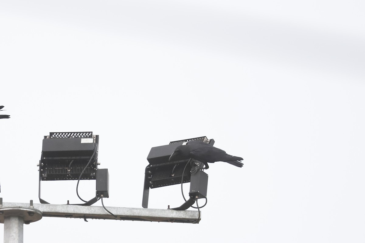 Sunda Crow - ML645799365