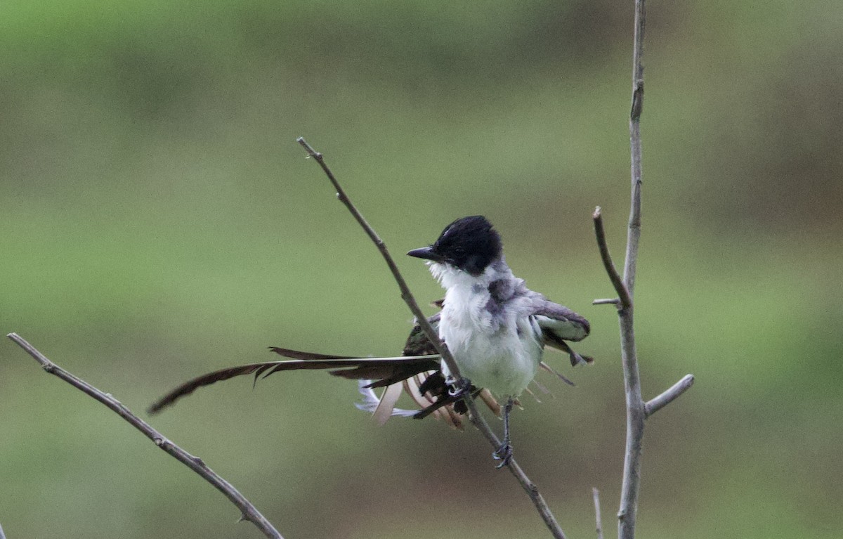Gabelschwanz-Königstyrann (savana) - ML645799381