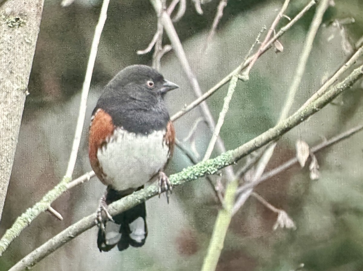 Spotted Towhee - ML645799394