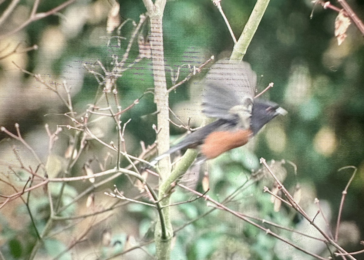 Spotted Towhee - ML645799395