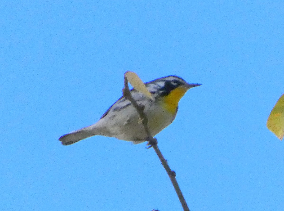 Yellow-throated Warbler - ML645799397