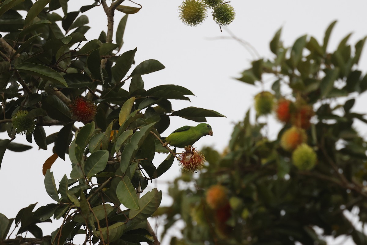 Blue-crowned Hanging-Parrot - ML645799400