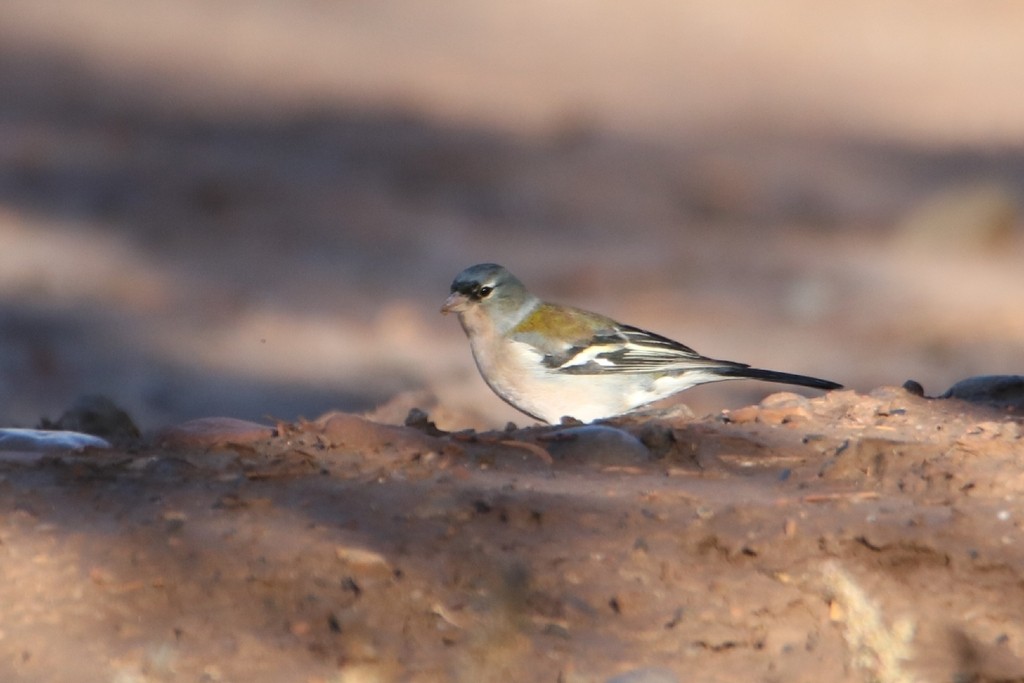 African Chaffinch - ML645799403