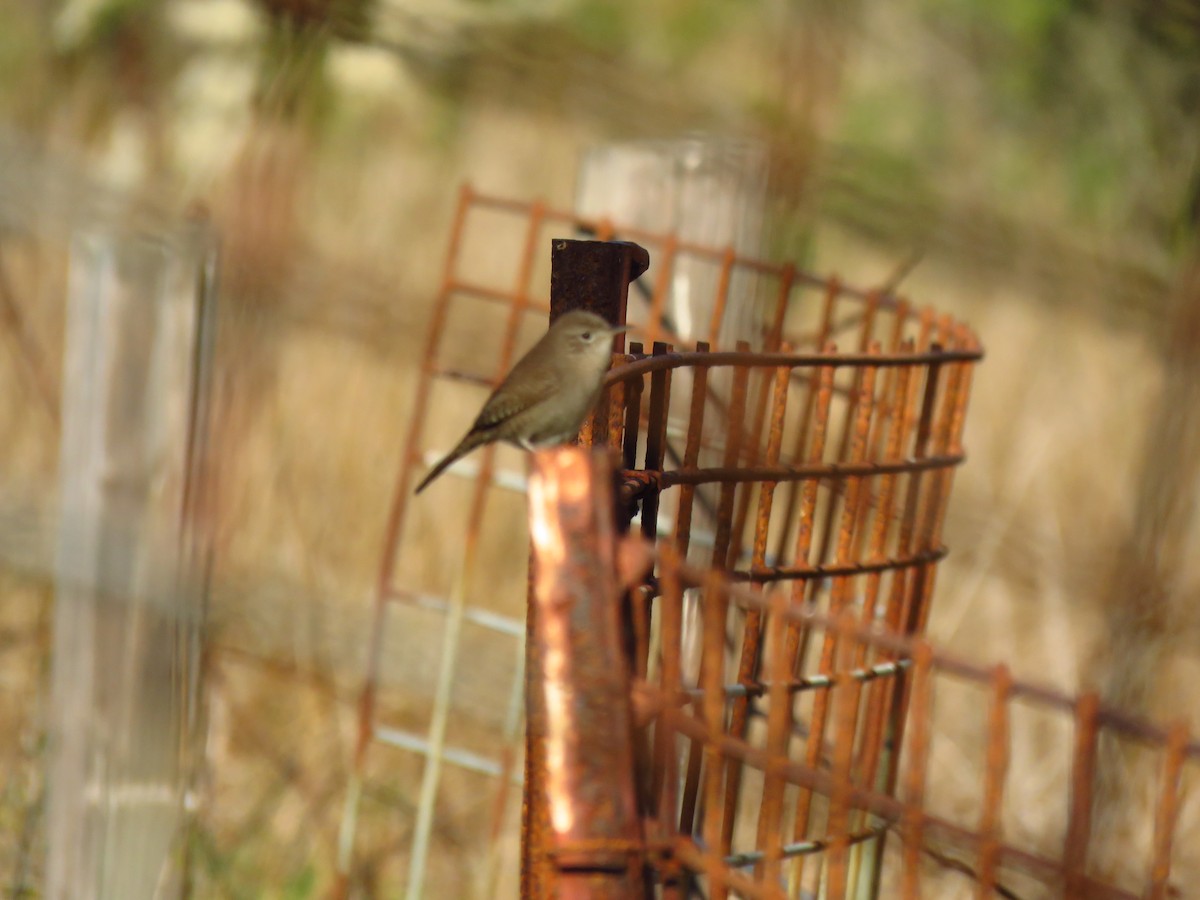 Northern House Wren - ML645799405