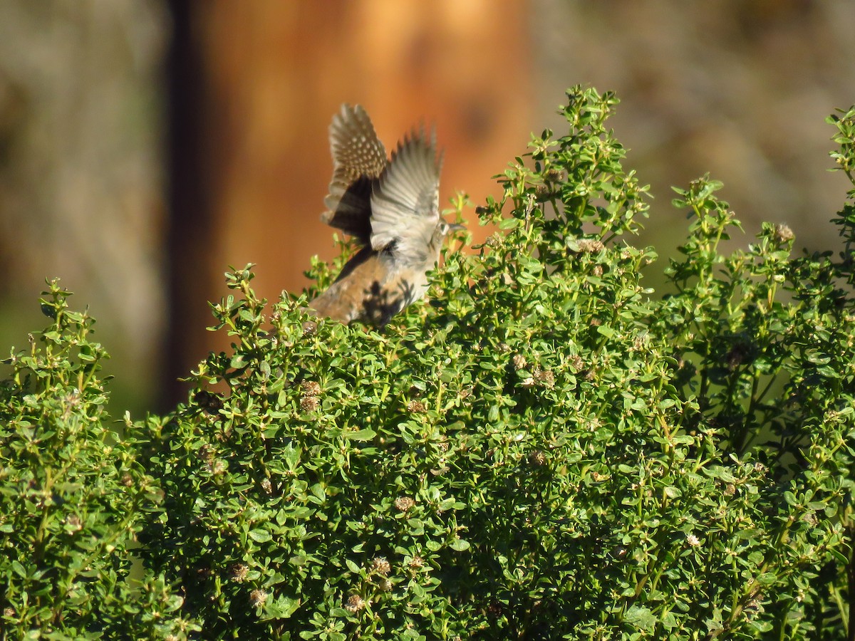 Northern House Wren - ML645799406