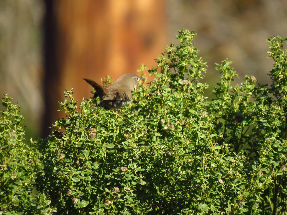 Northern House Wren - ML645799407