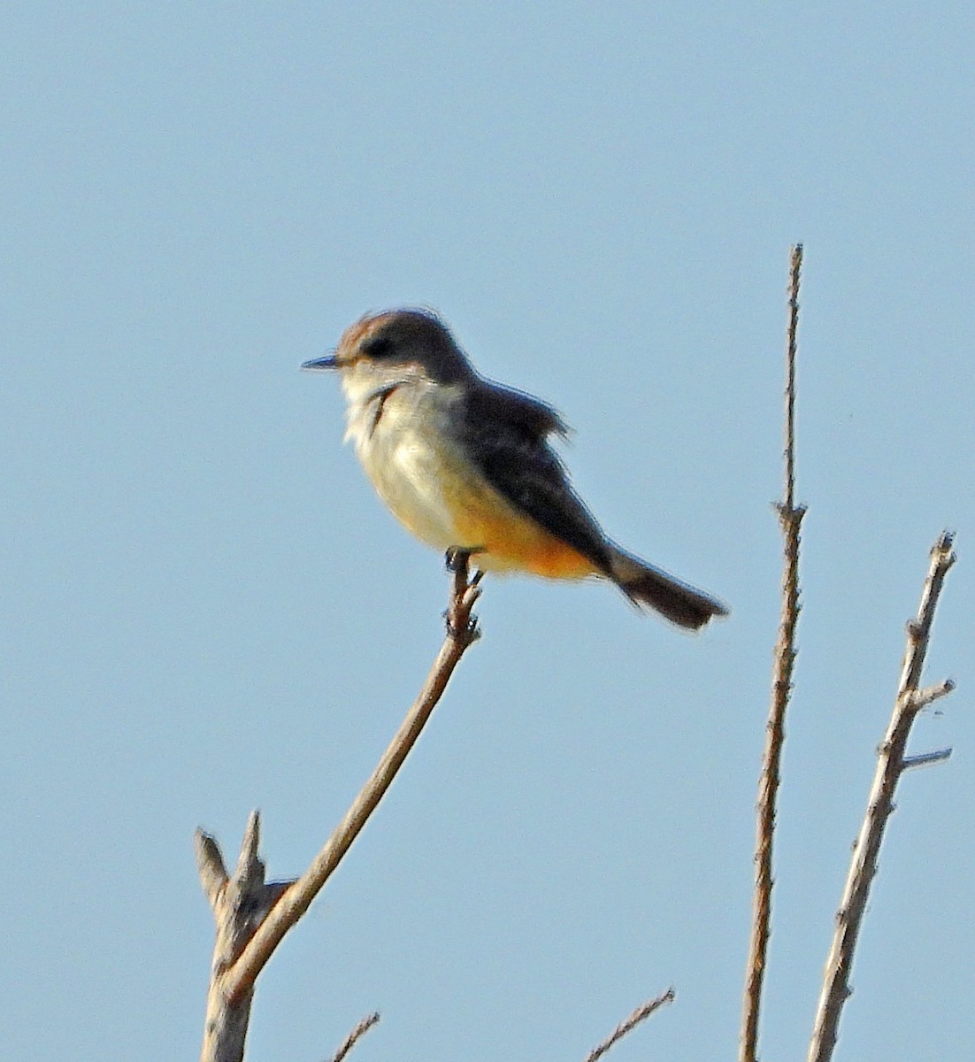 Vermilion Flycatcher - ML645799410