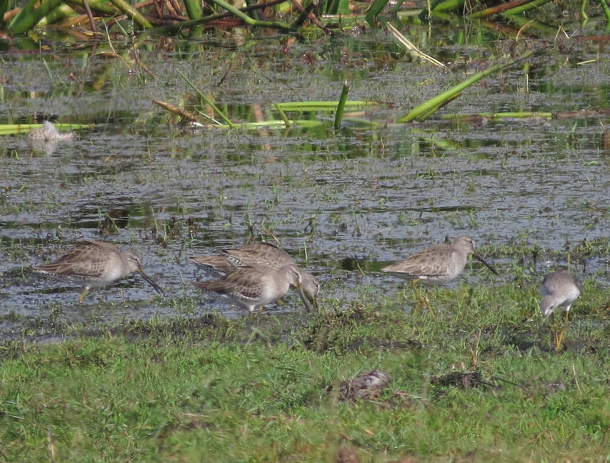 Long-billed Dowitcher - ML645799412