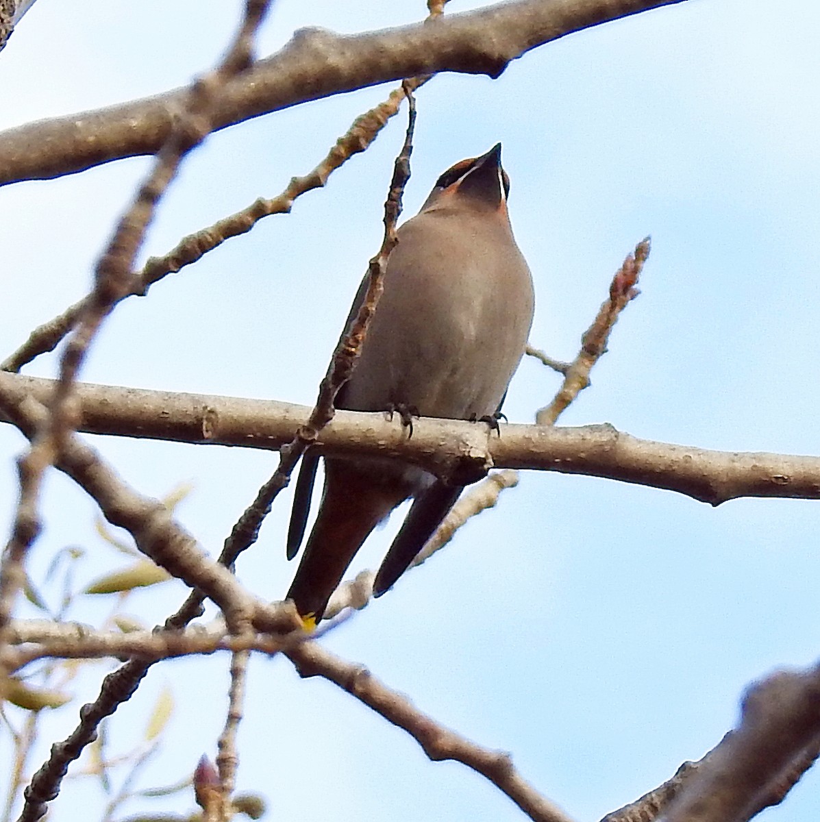 Bohemian Waxwing - ML645799413