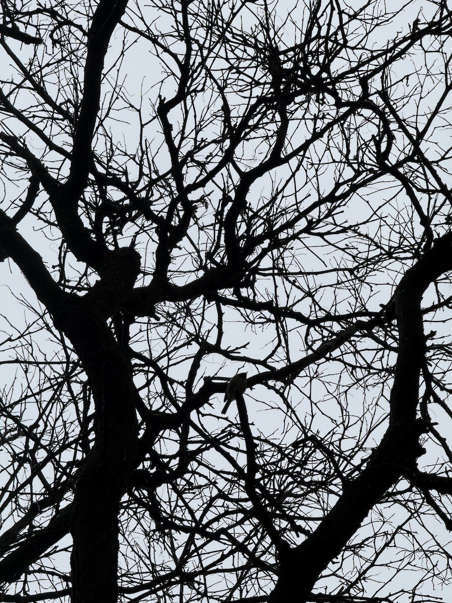 Black-capped Chickadee - ML645799415