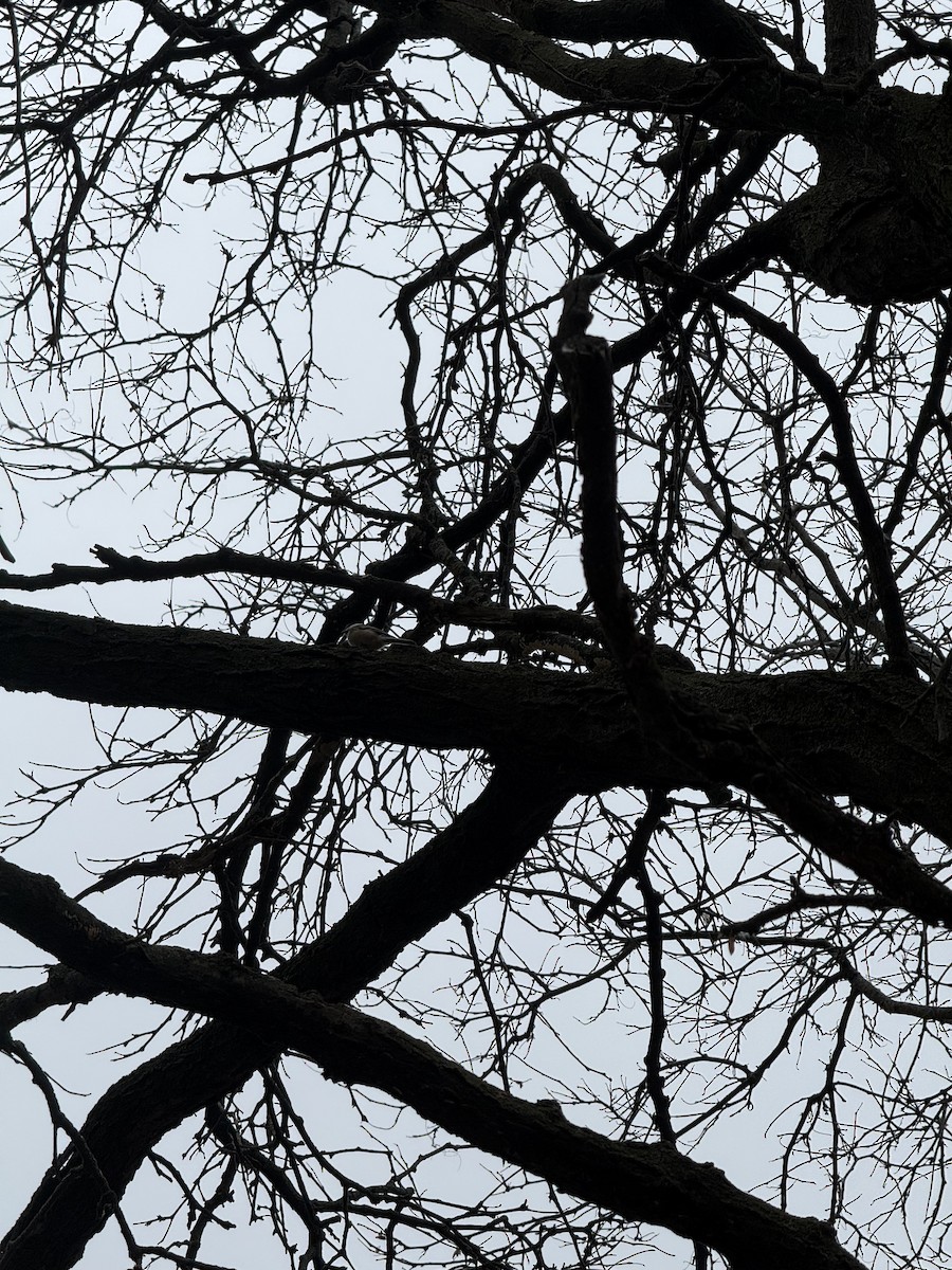 Black-capped Chickadee - ML645799416