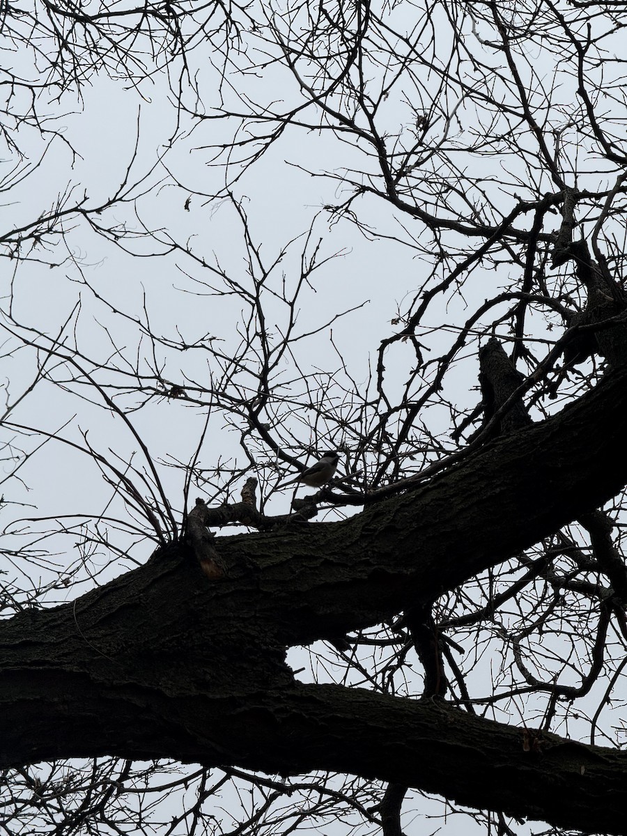 Black-capped Chickadee - ML645799417