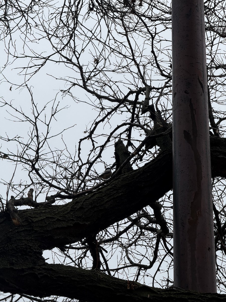 Black-capped Chickadee - ML645799418
