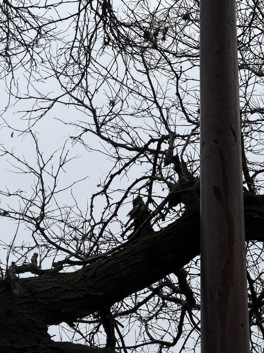 Black-capped Chickadee - ML645799419