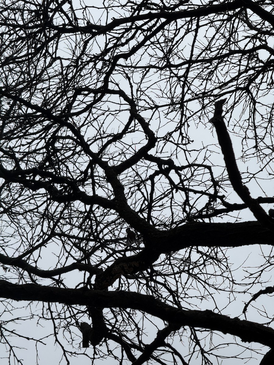 Black-capped Chickadee - ML645799420