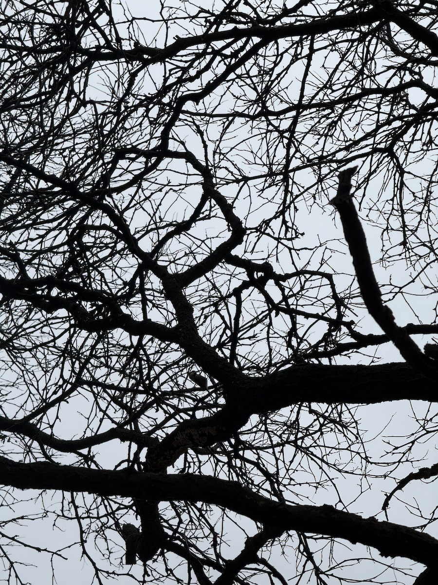 Black-capped Chickadee - ML645799422