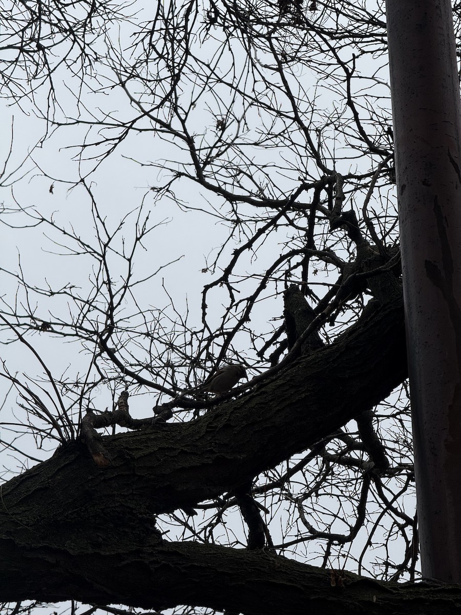 House Sparrow - ML645799423