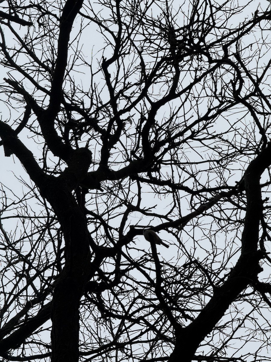 Black-capped Chickadee - ML645799424