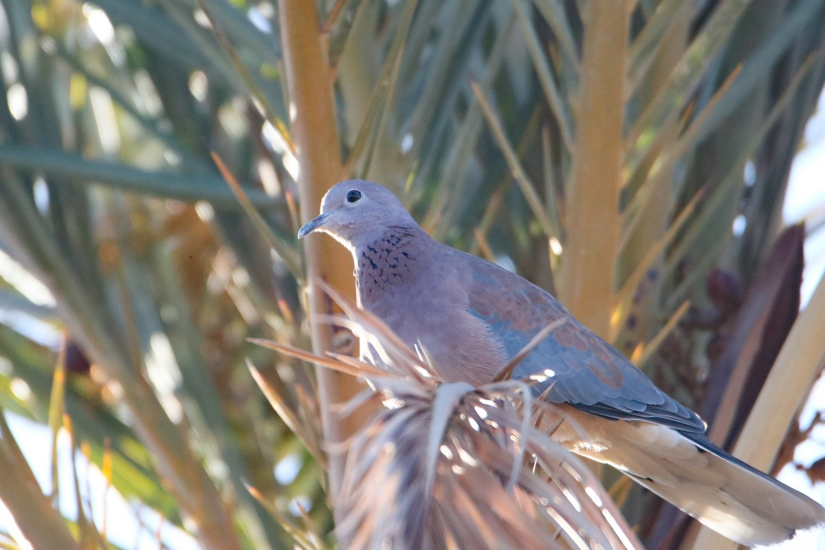 Laughing Dove - ML645799426