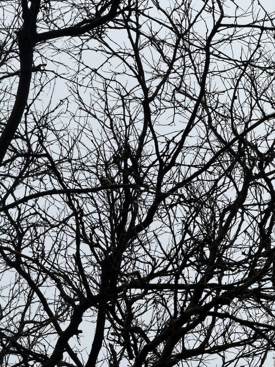 Black-capped Chickadee - ML645799427