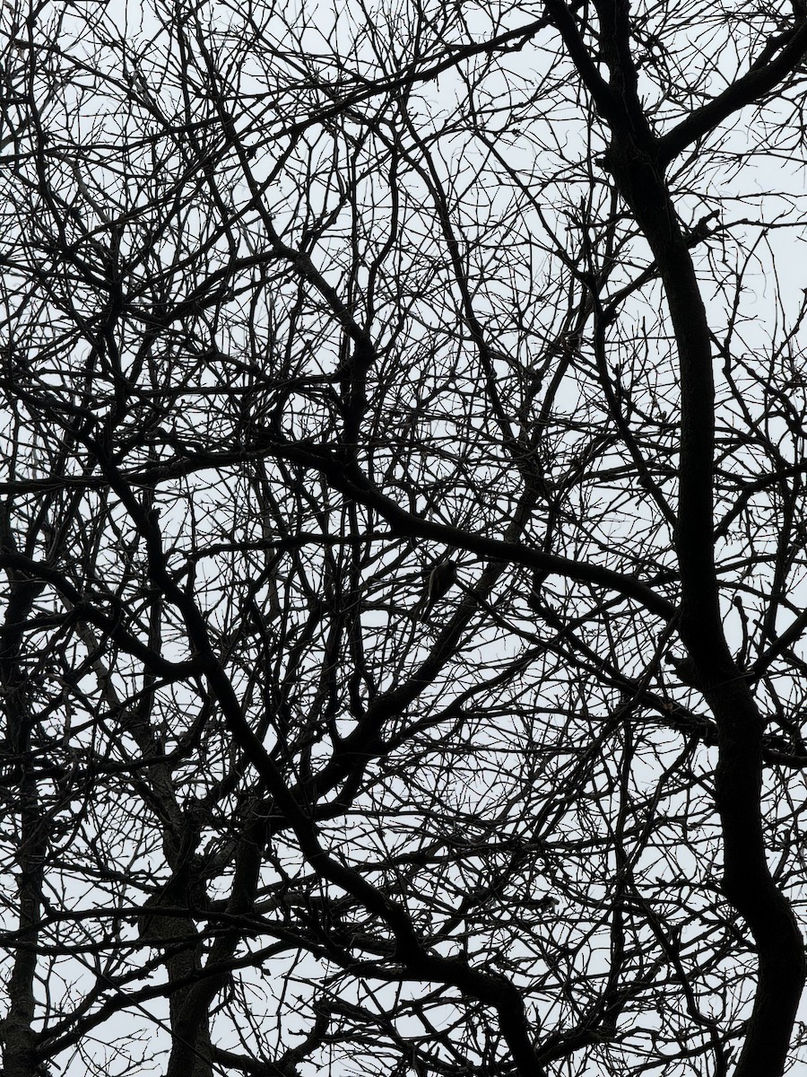 Black-capped Chickadee - ML645799428