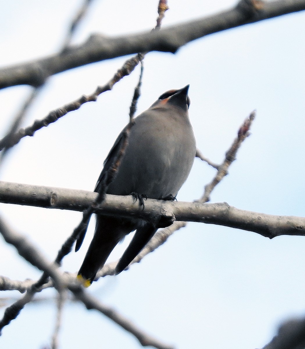 Bohemian Waxwing - ML645799429